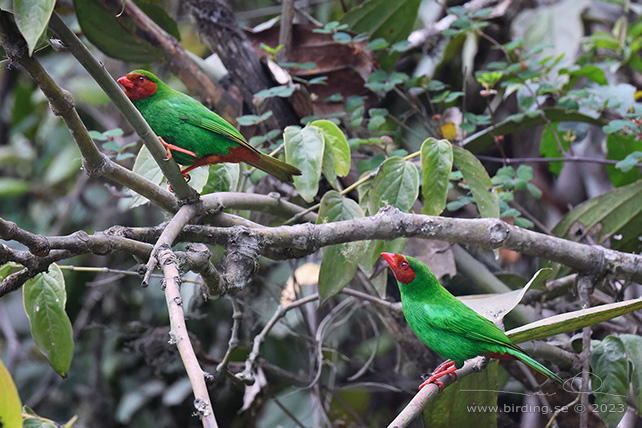 GRASS-GREEN TANAGER (Chlorornis riefferii) - Stäng / close
