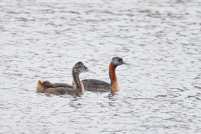 GREAT GREBE (Podiceps major) - Stäng / close