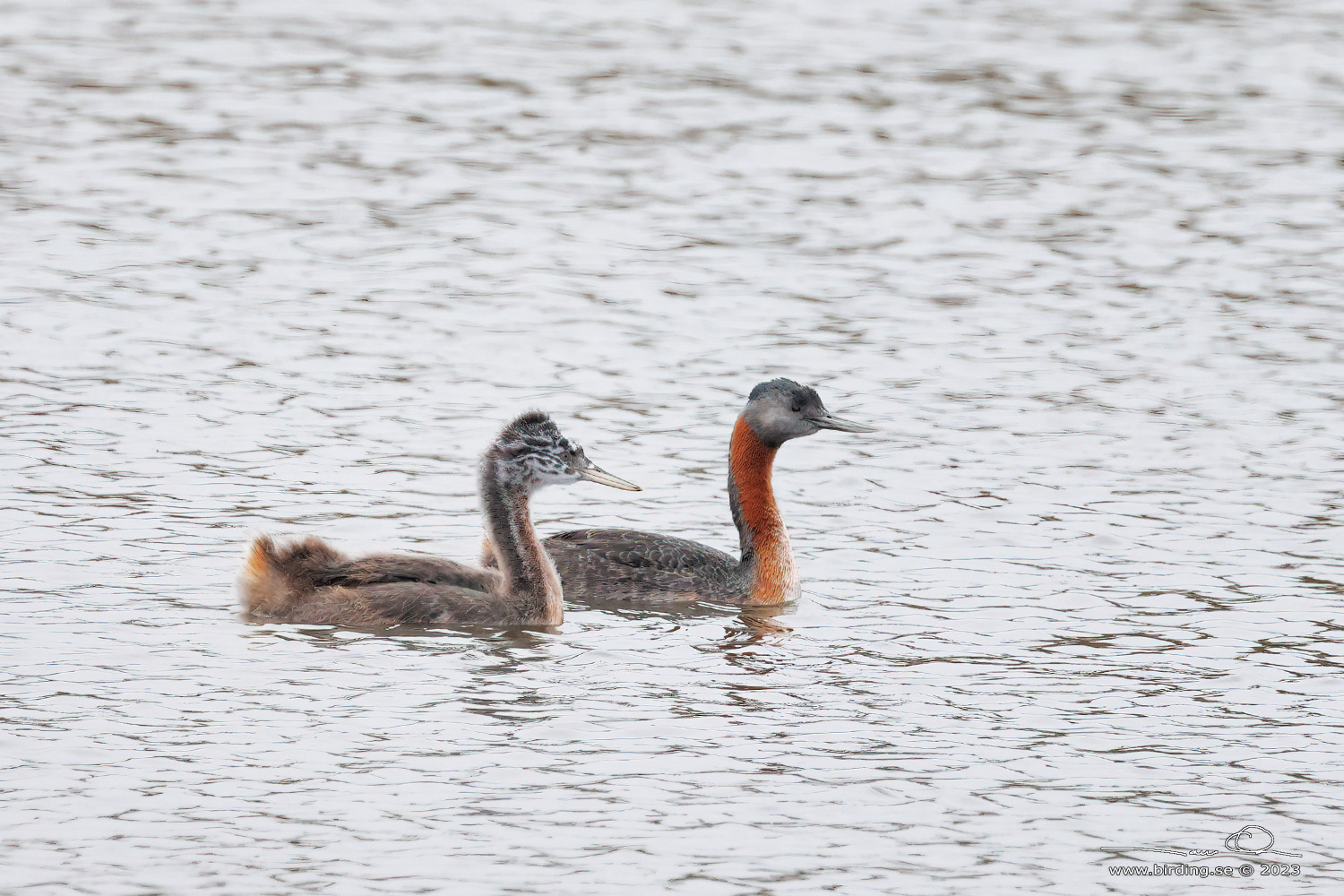 GREAT GREBE (Podiceps major) - Stäng / close