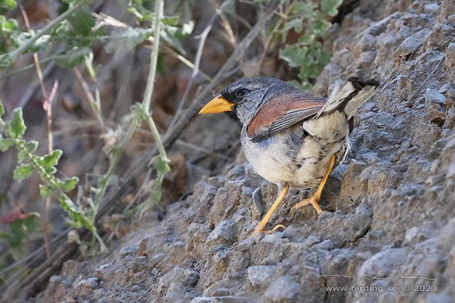 GREAT INCA FINCH (Incaspiza pulchra) - Stäng / close