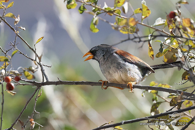 GREAT INCA FINCH (Incaspiza pulchra) - Stäng / close