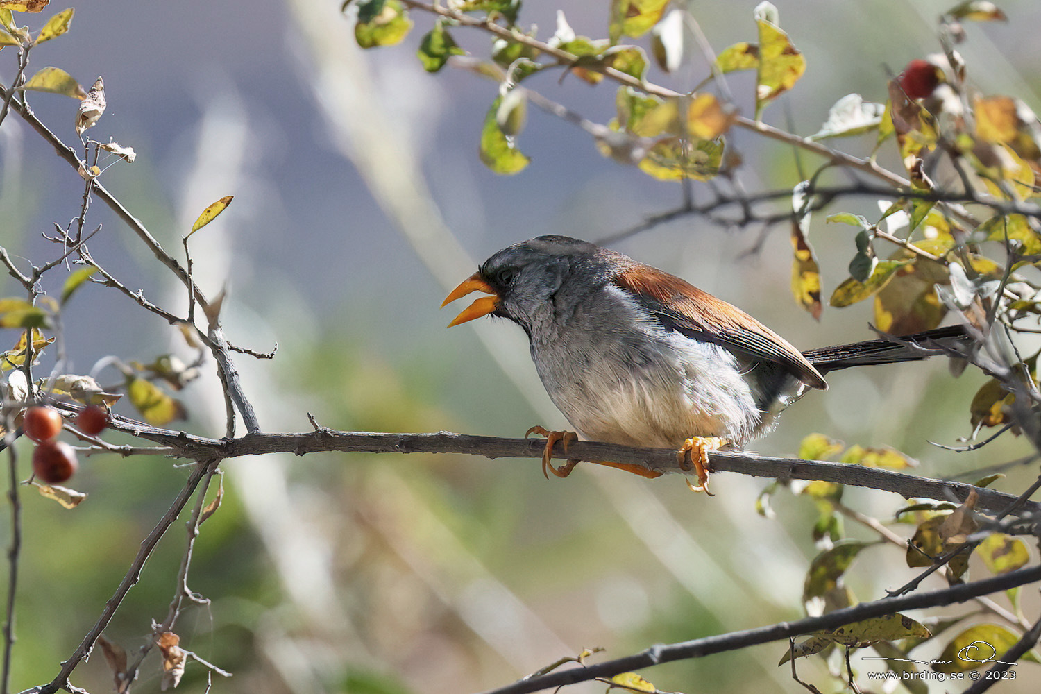 GREAT INCA FINCH (Incaspiza pulchra) - Stäng / close