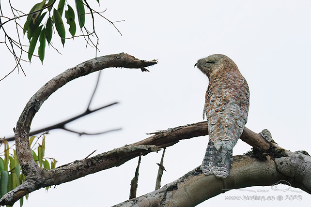 GREAT POTOO (Nyctibius grandis) - Stäng / close
