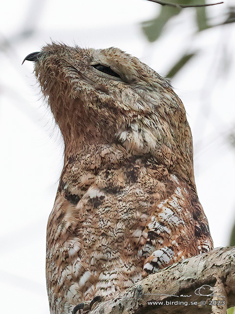 GREAT POTOO (Nyctibius grandis) - Stäng / close