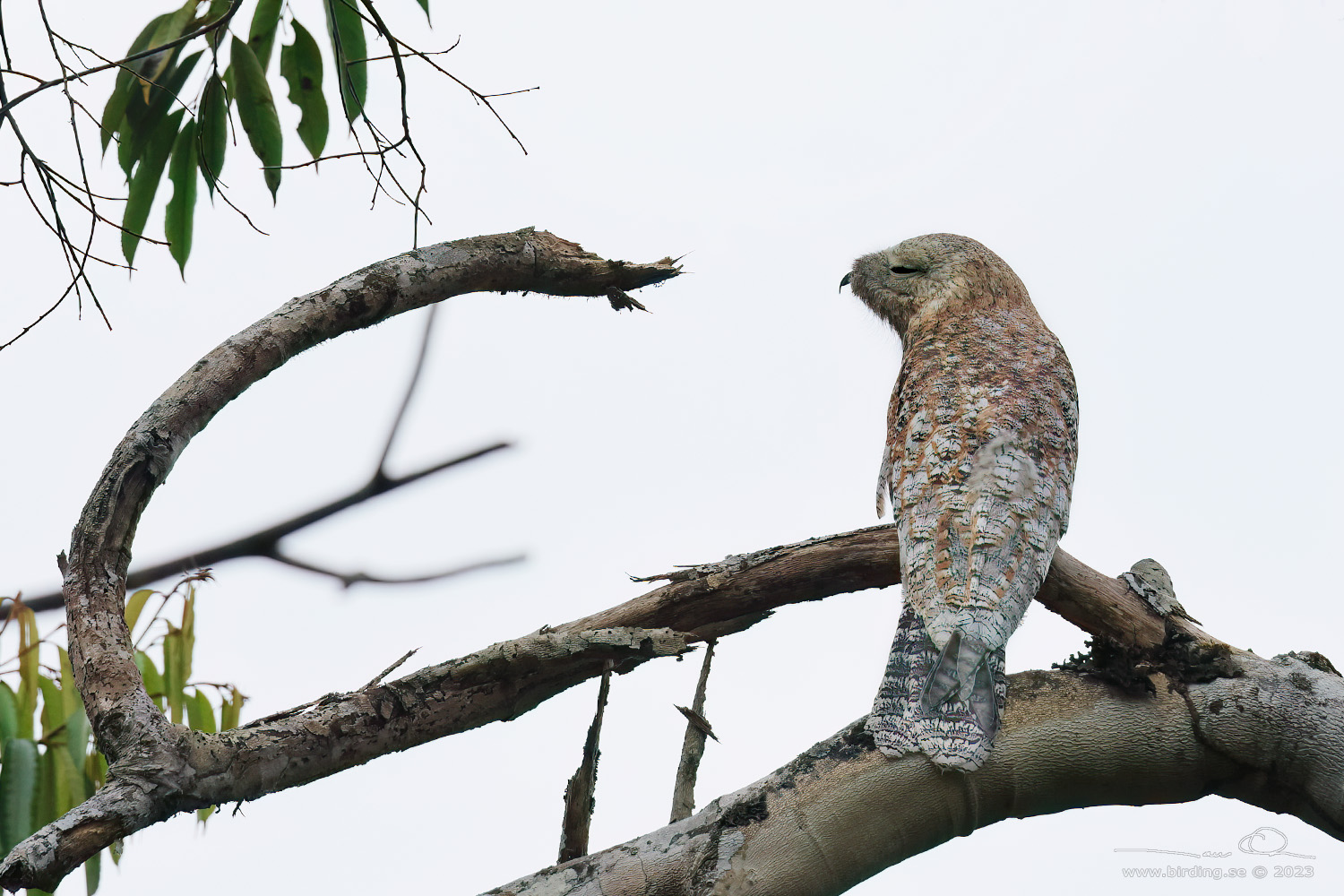 GREAT POTOO (Nyctibius grandis) - Stäng / close