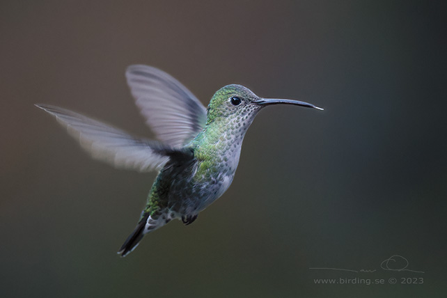 GREEN-AND-WHITE HUMMINGBIRD (Elliotomyia viridicauda) - Stäng / close