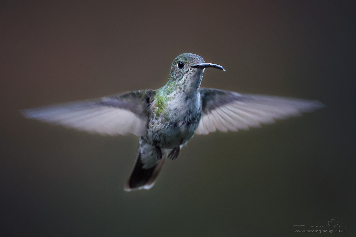 GREEN-AND-WHITE HUMMINGBIRD (Elliotomyia viridicauda) - Stäng / close