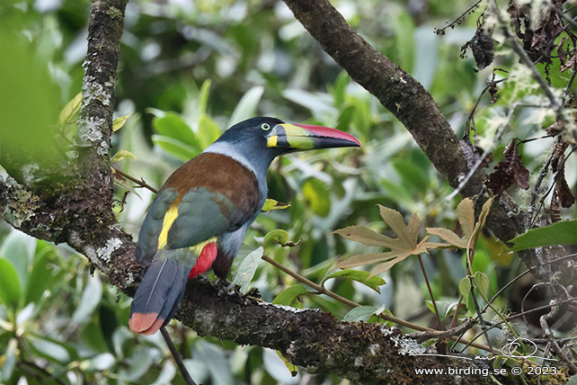 GREY-BREASTED MOUNTAIN TOUCAN (Andigena hypoglauca) - Stäng / close