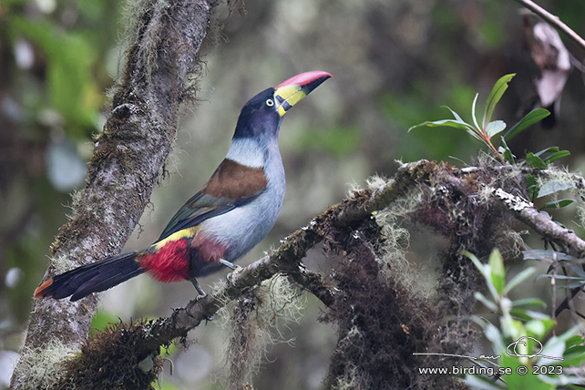 GREY-BREASTED MOUNTAIN TOUCAN (Andigena hypoglauca) - Stäng / close