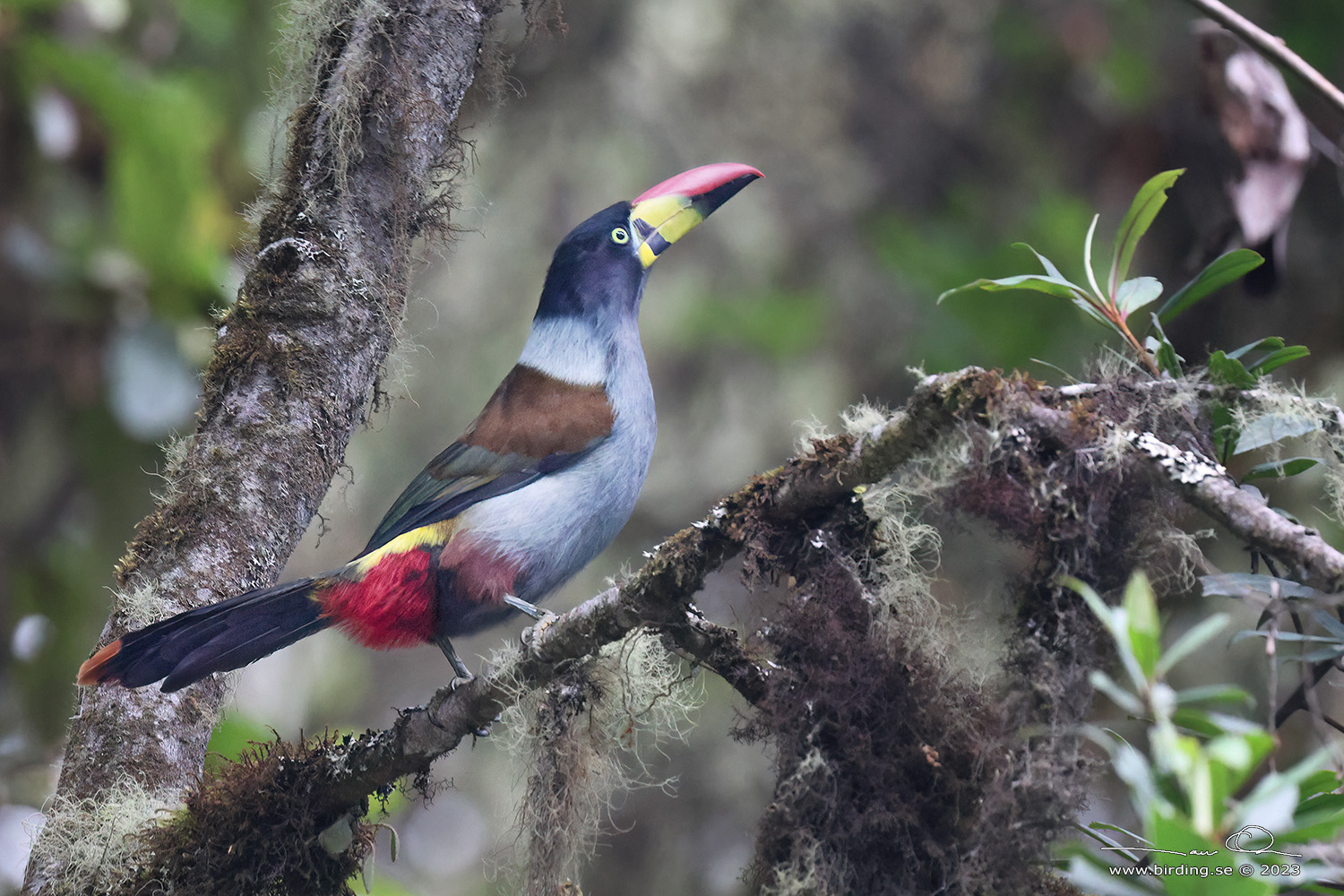 GREY-BREASTED MOUNTAIN TOUCAN (Andigena hypoglauca) - Stäng / close