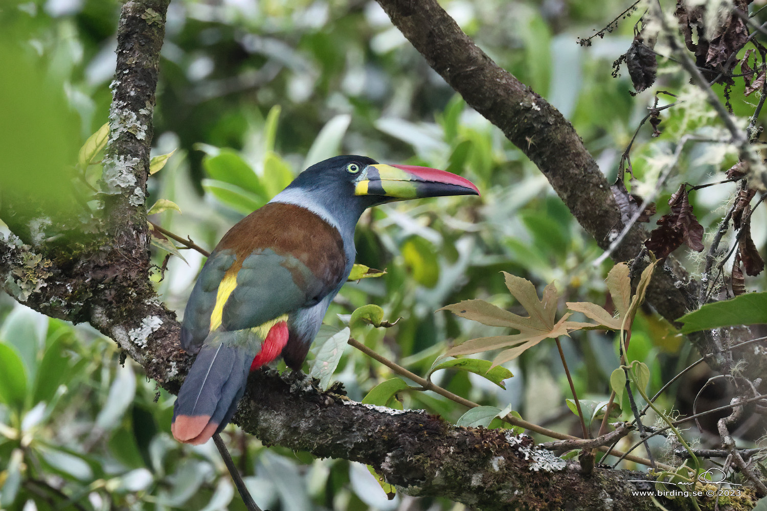 GREY-BREASTED MOUNTAIN TOUCAN (Andigena hypoglauca) - Stäng / close