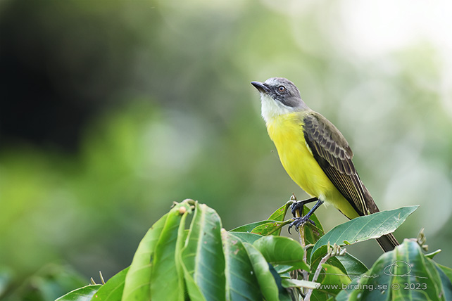 GREY-CAPPED FLYCATCHER (Myiozetetes granadensis) - Stäng / close