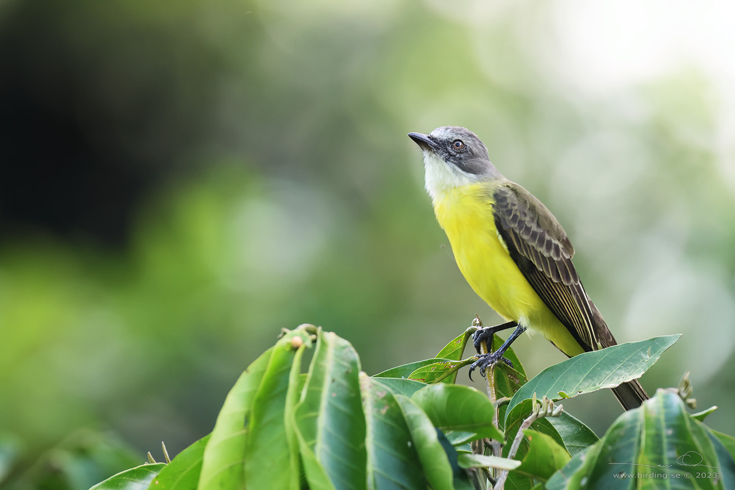 GREY-CAPPED FLYCATCHER (Myiozetetes granadensis) - Stäng / close