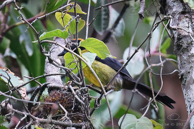 GREY-EARED BRUSHFINCH (Atlapetes melanolaemus) - Stäng / close
