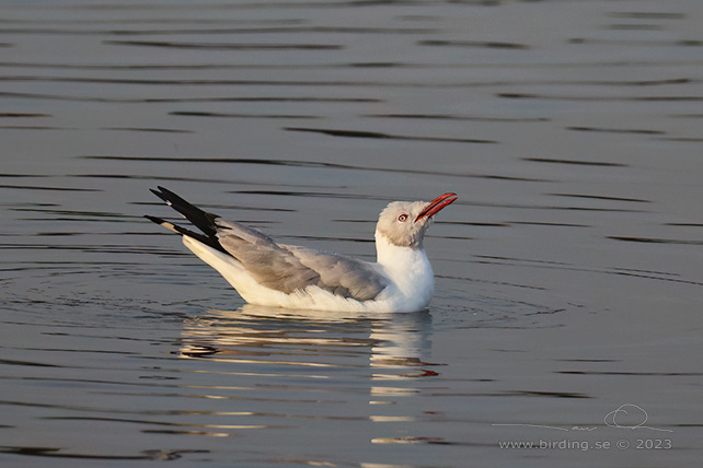 GREY-HEADED GULL GREY-HEADED GULL - Stäng / close