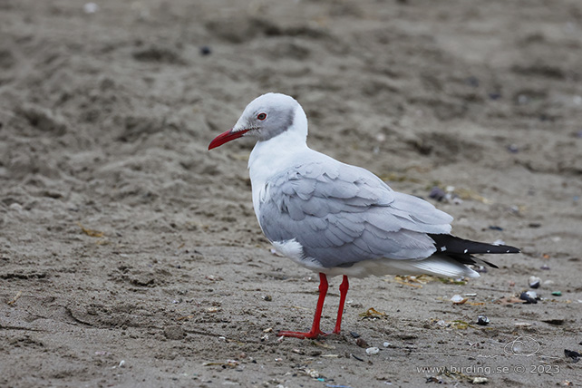 GREY-HEADED GULL GREY-HEADED GULL - Stäng / close