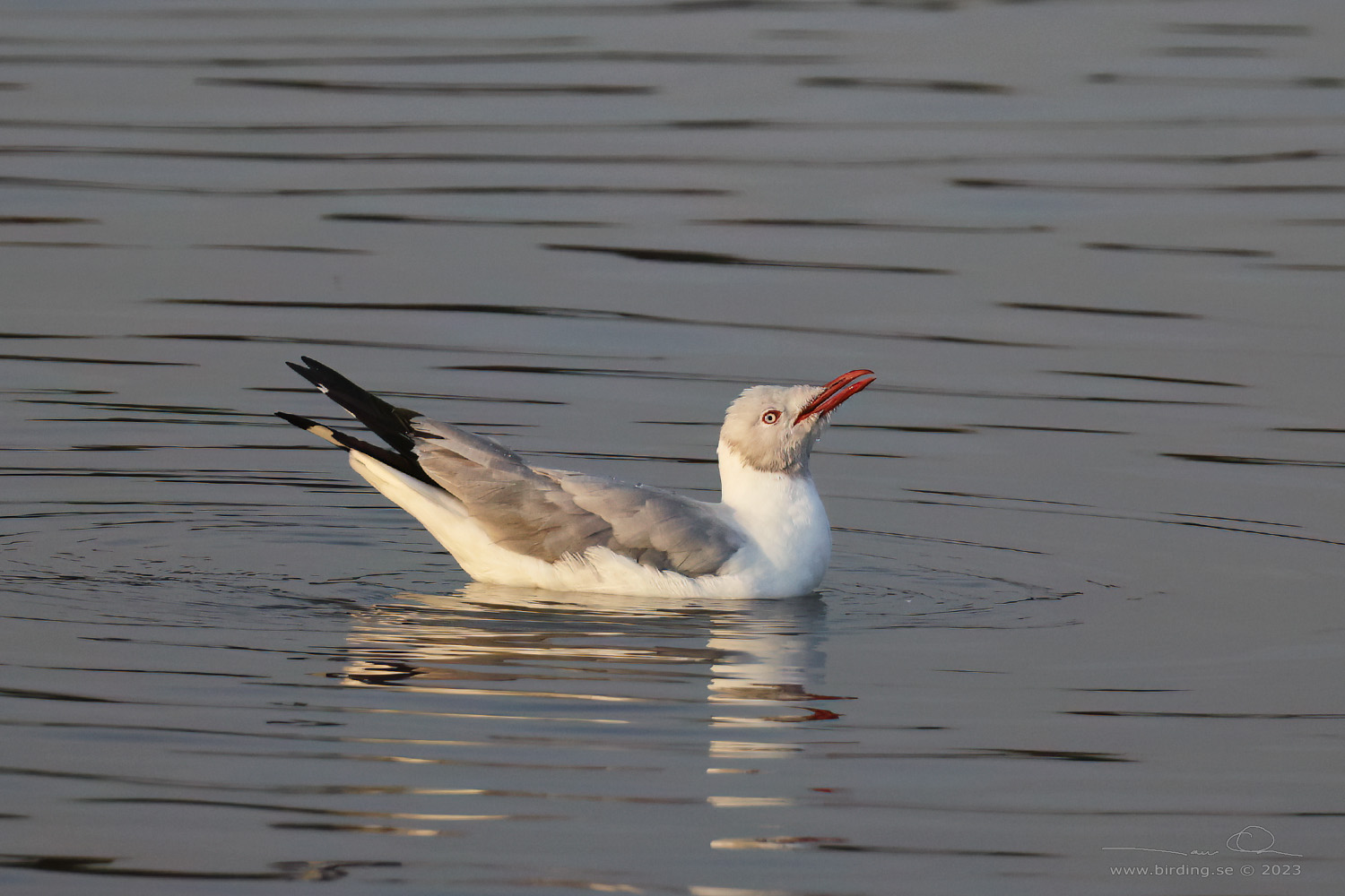 GREY-HEADED GULL (Chroicocephalus cirrocephalus) - Stäng / close