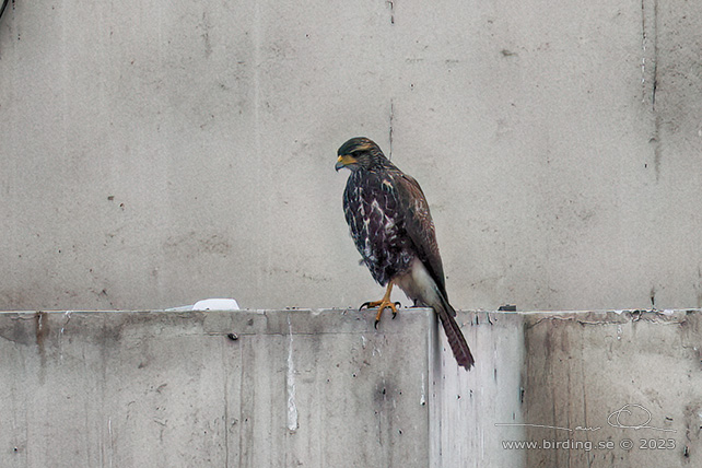 HARRIS'S HAWK (Parabuteo unicinctus) - Stäng / close