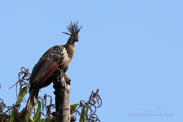 HOATZIN (Opisthocomus hoazin) - Stäng / close