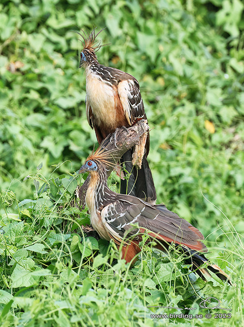 HOATZIN (Opisthocomus hoazin) - Stäng / close