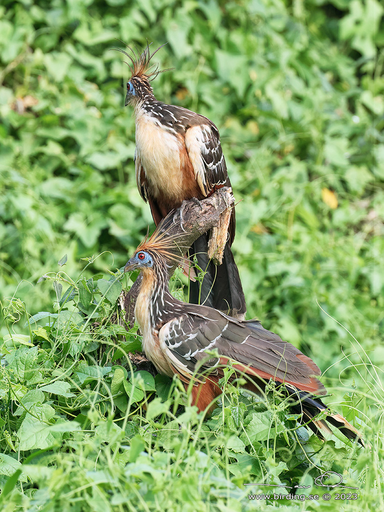 HOATZIN (Opisthocomus hoazin) - Stäng / close