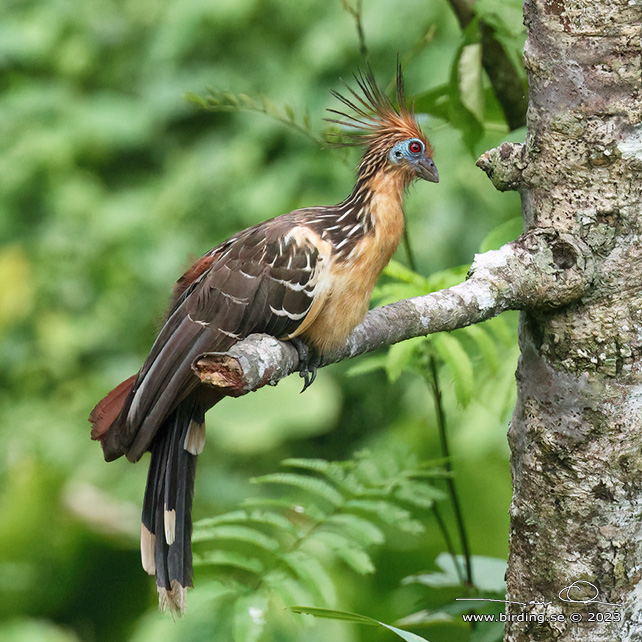 HOATZIN (Opisthocomus hoazin) - Stäng / close