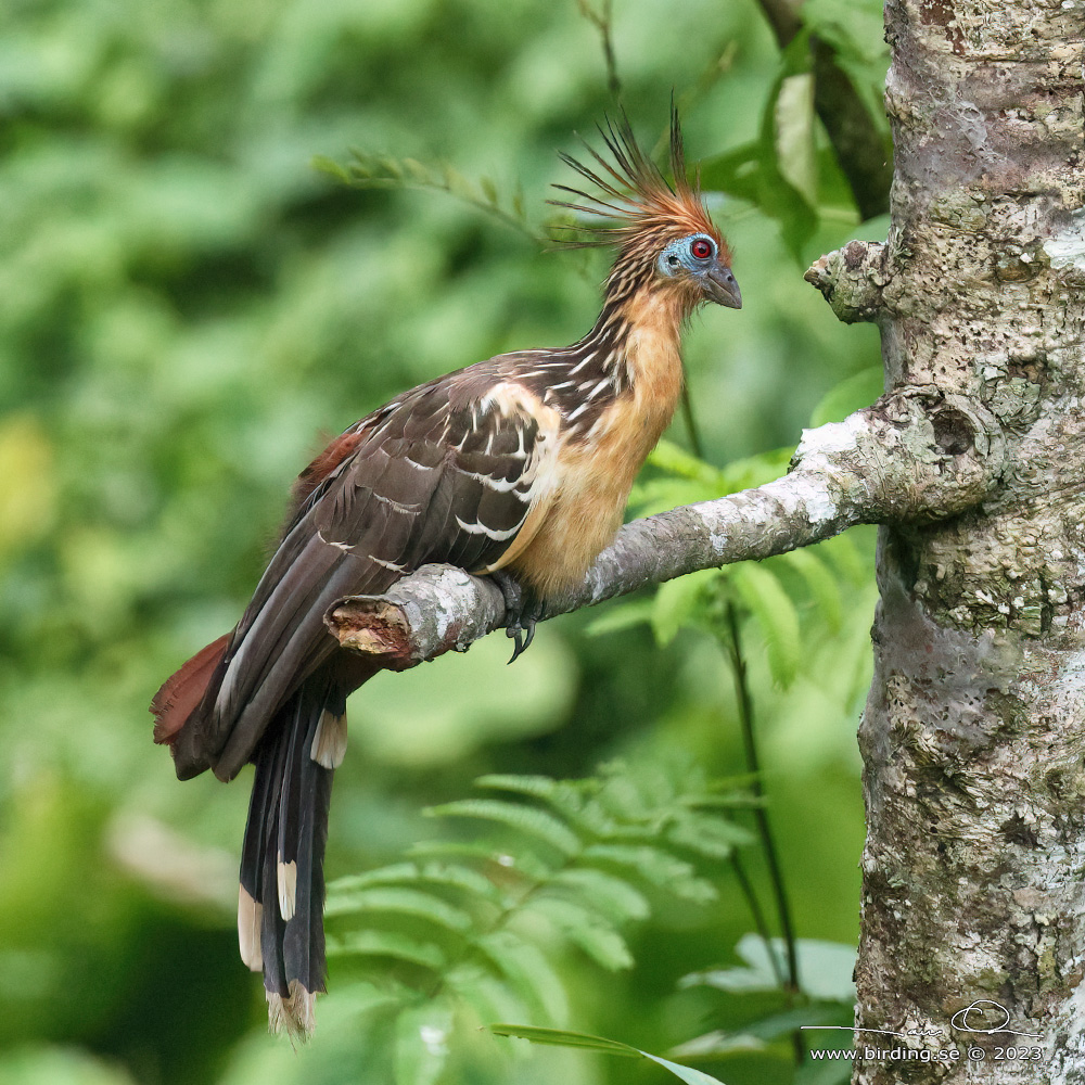 HOATZIN (Opisthocomus hoazin) - Stäng / close