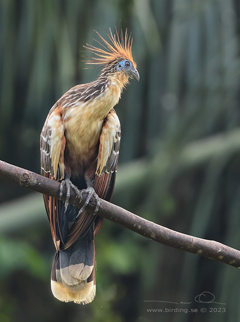 HOATZIN (Opisthocomus hoazin) - Stäng / close
