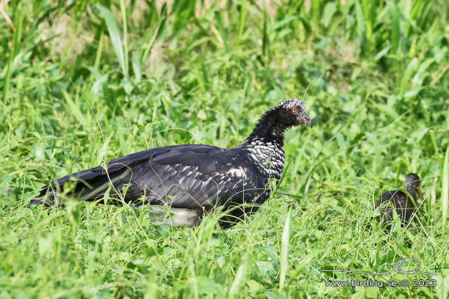 HORNED SCREAMER (Anhima cornuta) - Stäng / close