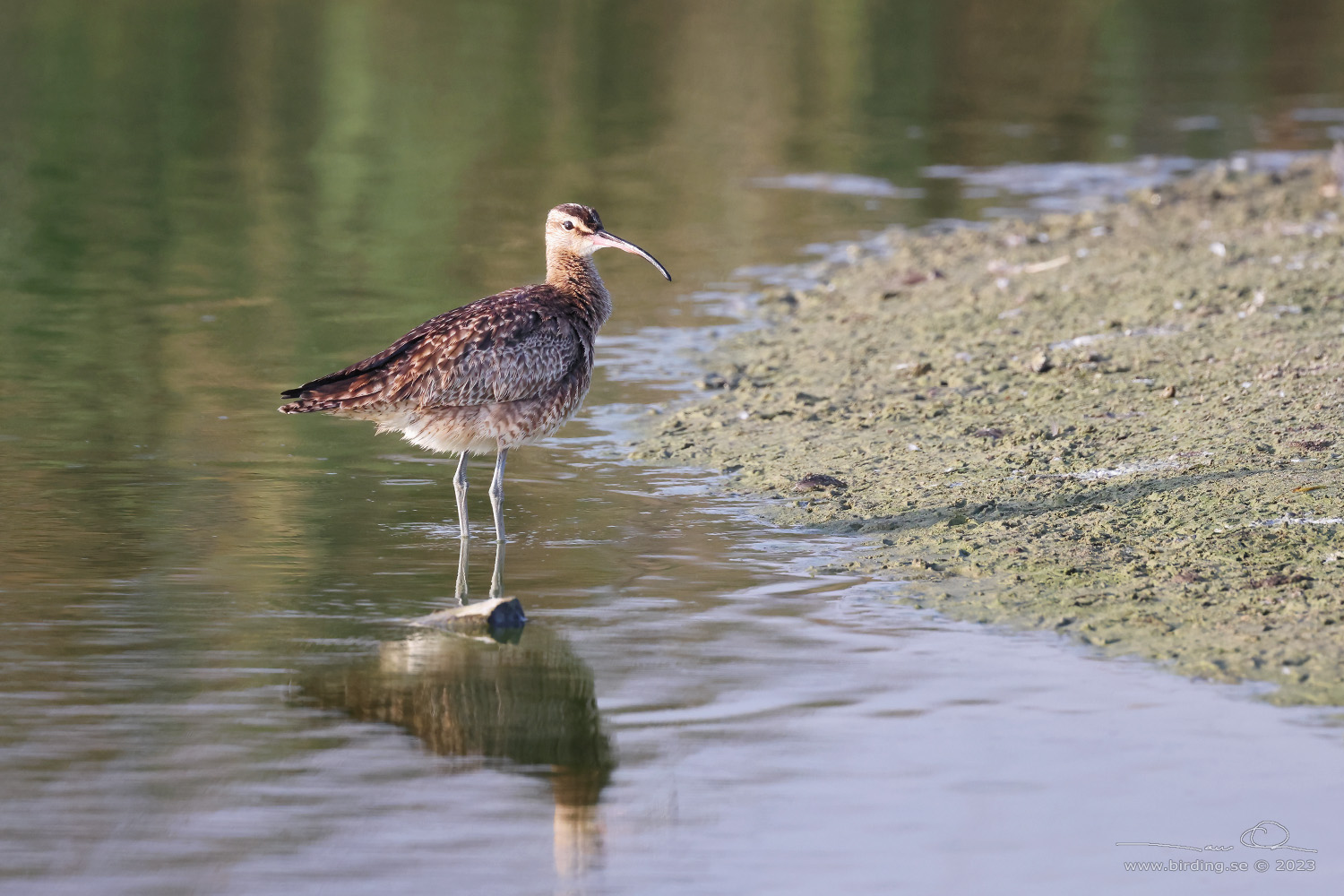 HUDSONIAN WHIMBREL (Numenius hudsonicus) - Stäng / close