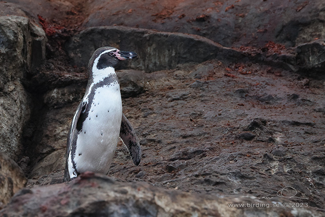 HUMBOLDT PENGUIN (Spheniscus humboldti) - Stäng / close