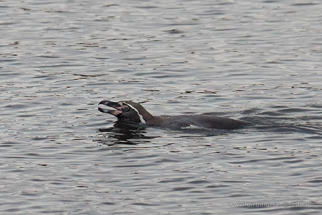 HUMBOLDT PENGUIN (Spheniscus humboldti) - Stäng / close