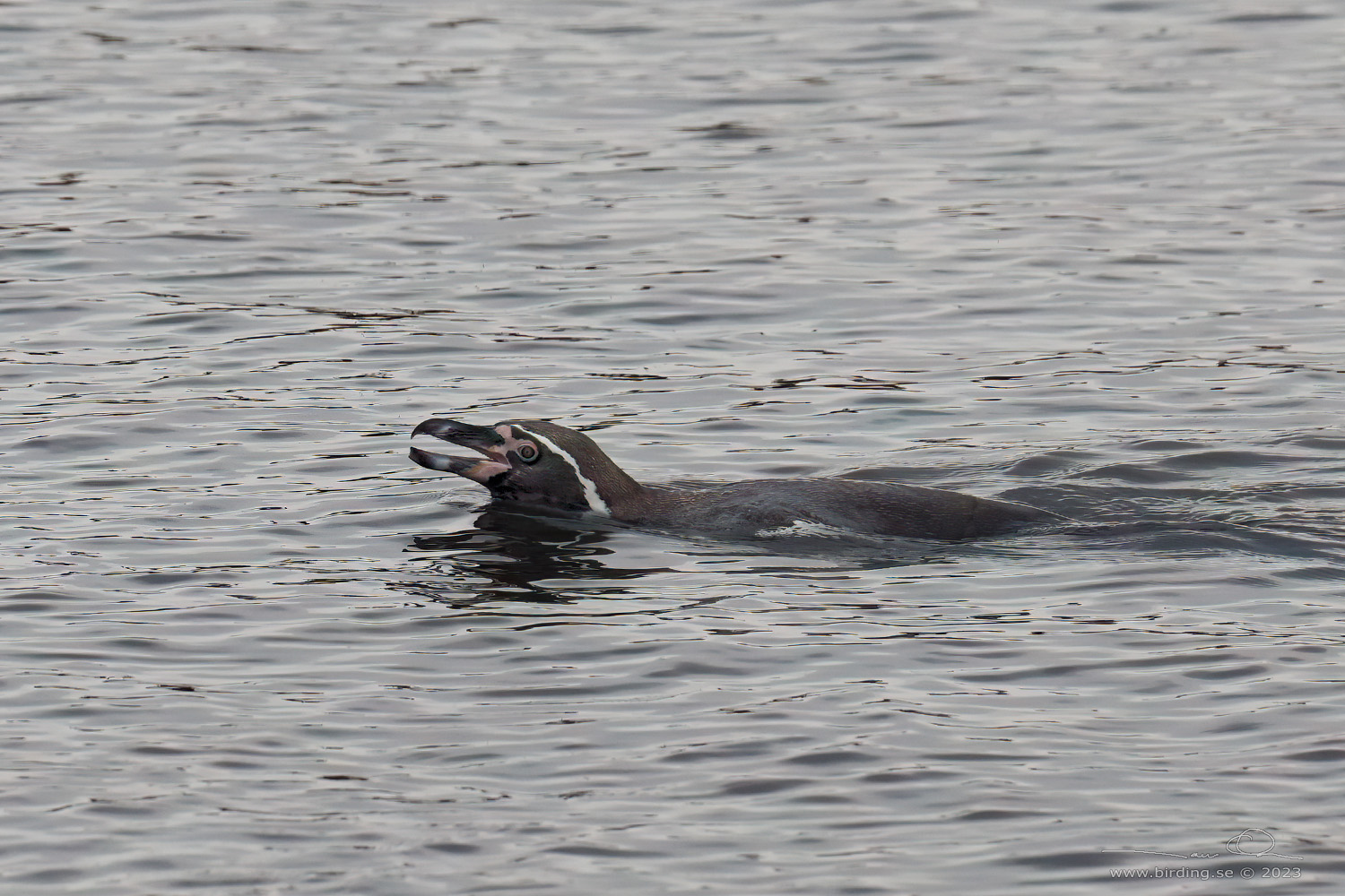 HUMBOLDT PENGUIN (Spheniscus humboldti) - Stäng / close