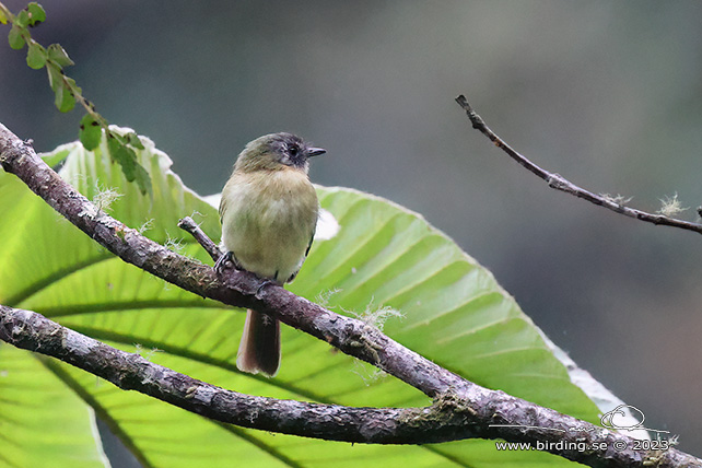 INCA FLYCATCHER (Leptopogon taczanowskii) - Stäng / close