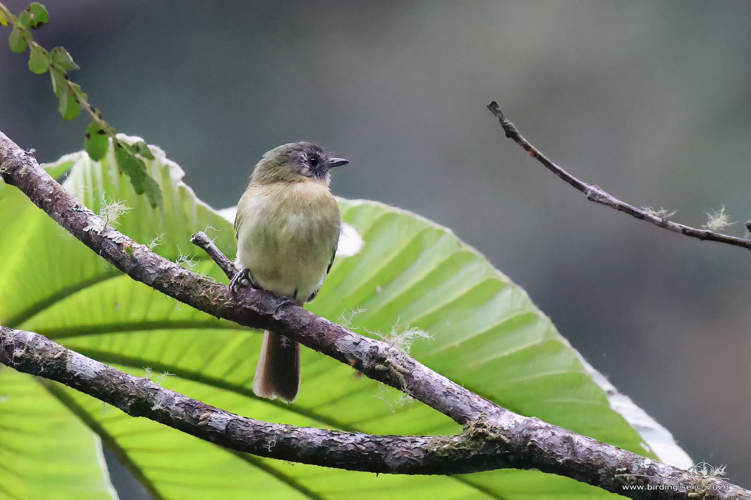 INCA FLYCATCHER (Leptopogon taczanowskii) - Stäng / close