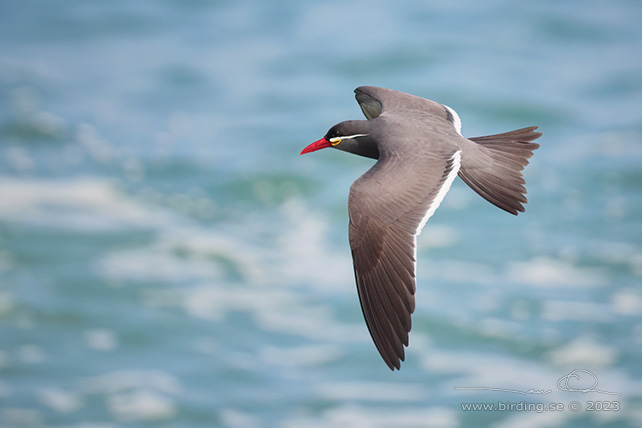 INCA TERN (Larosterna inca) - Stäng / close
