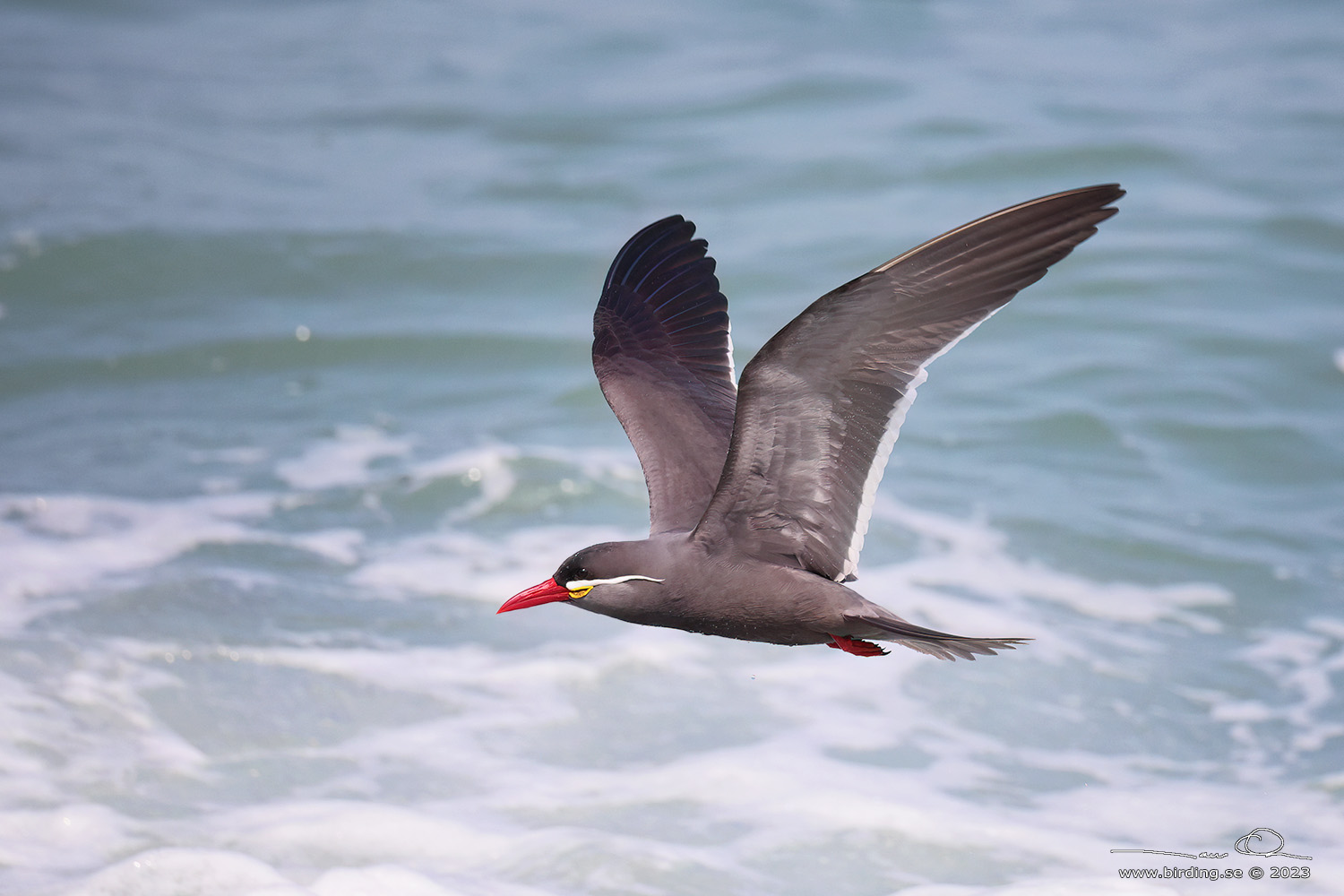 INCA TERN (Larosterna inca) - Stäng / close
