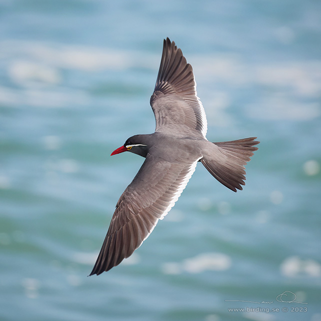 INCA TERN (Larosterna inca) - Stäng / close