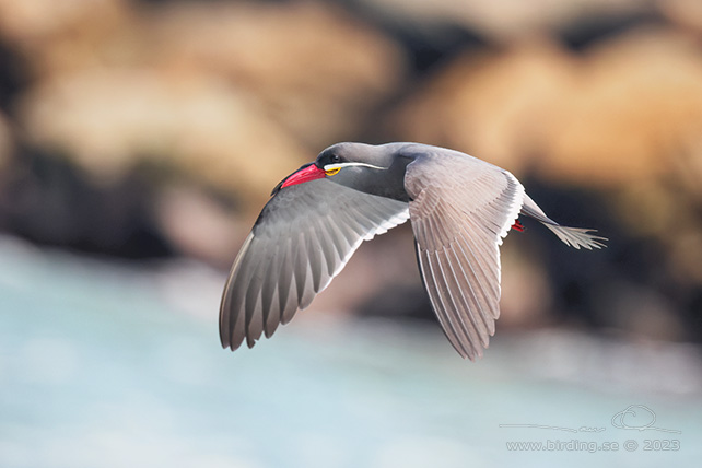 INCA TERN (Larosterna inca) - Stäng / close