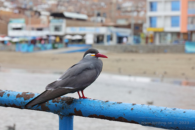 INCA TERN (Larosterna inca) - Stäng / close