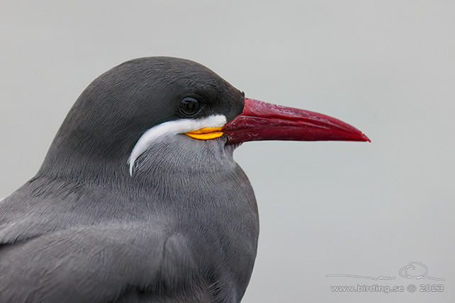 INCA TERN (Larosterna inca) - Stäng / close