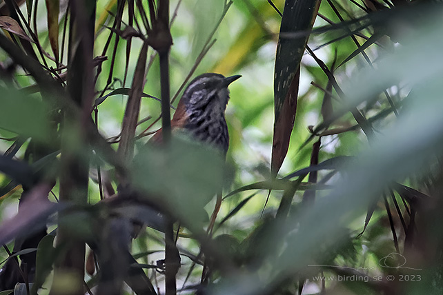INCA WREN (Pheugopedius eisenmanni) - Stäng / close