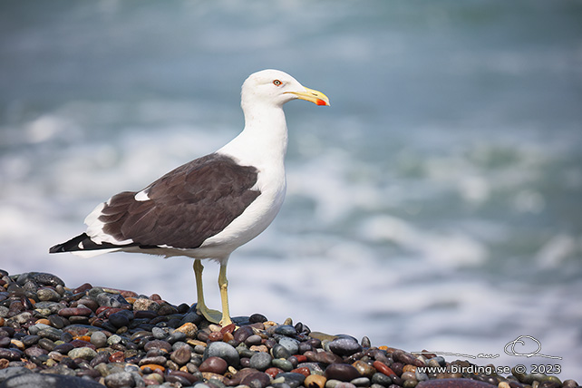 KELP GULL (Larus dominicanus) - Stäng / close