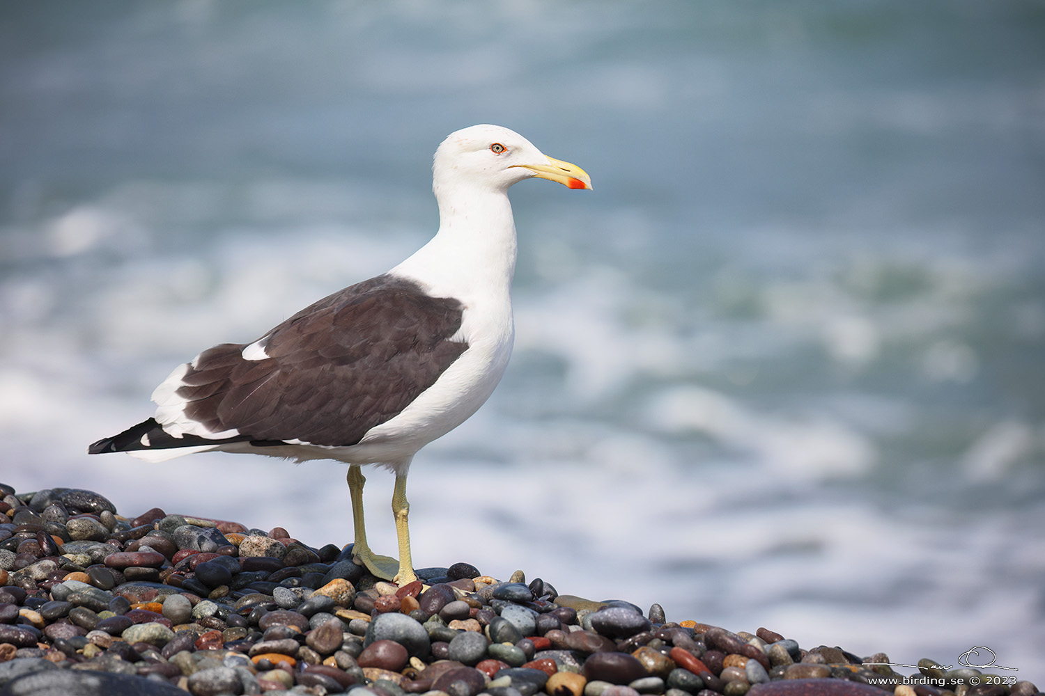 KELP GULL (Larus dominicanus) - Stäng / close