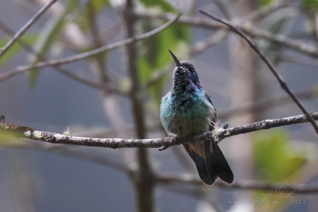 LESSER VIOLETEAR (Colibri cyanotus) - Stäng / close