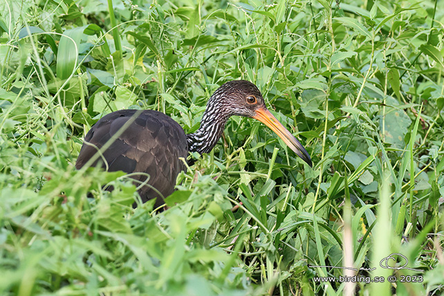 LIMPKIN (Aramus guarauna) - Stäng / close