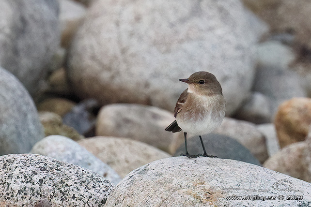 LITTLE GROUND TYRANT (Syrtidicola fluviatilis) - Stäng / close