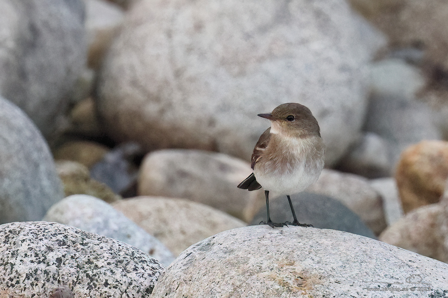 LITTLE GROUND TYRANT (Syrtidicola fluviatilis) - Stäng / close