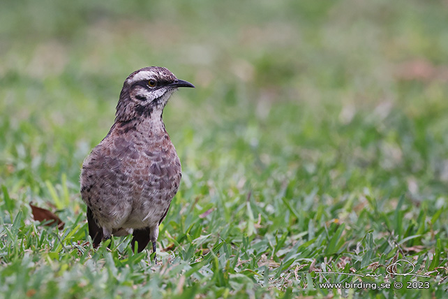 LONG-TAILED MOCKINGBIRD (Mimus longicaudatus) - Stäng / close