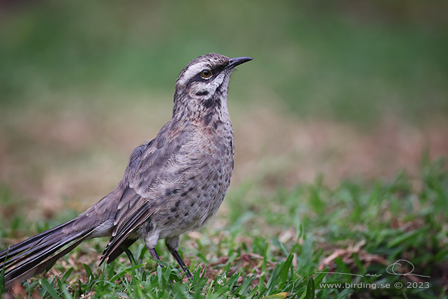 LONG-TAILED MOCKINGBIRD (Mimus longicaudatus) - Stäng / close